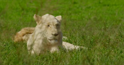 White Lioness Laying on Green Grass Close Up