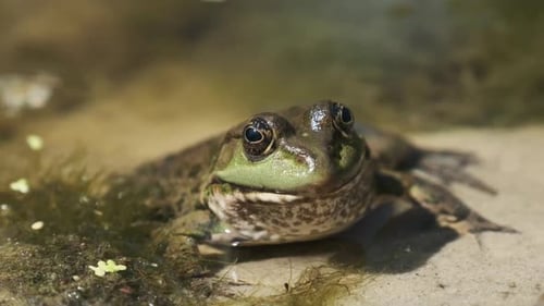 Green Frog sitzt am Flussufer auf Sand im Wasser. Porträt der Kröte im Sumpf