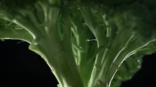 La caméra suit les éclaboussures d'eau sur un bouquet de brocolis. Ralenti.