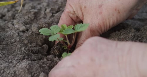 Hands Planting a Seedling in the Earth