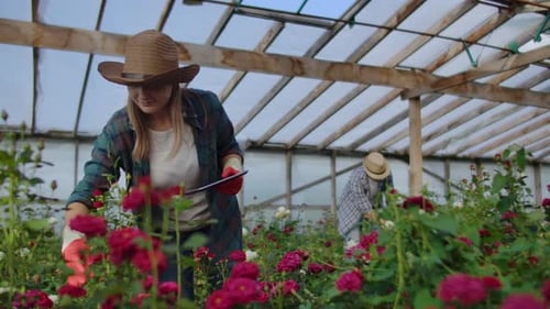 Woman Using Tablet in a Rose-Filled Greenhouse