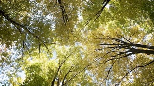 Autumn forest with bright orange and yellow leaves. Dense woods in sunny fall weather.
