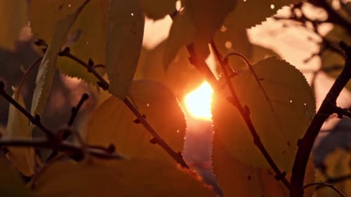 Warm Autumn Scenery in a Forest