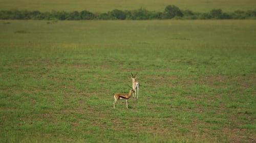 Gazelles Grazing Peacefully in African Savannah