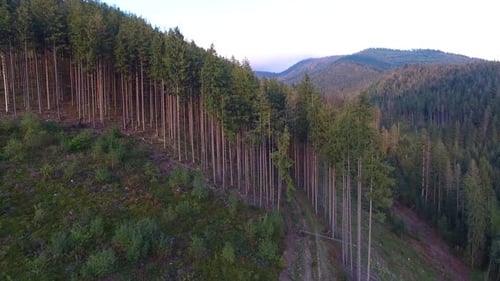 Deforestation