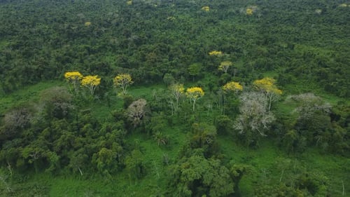 Lush Forest Canopy with Yellow Flowering Trees
