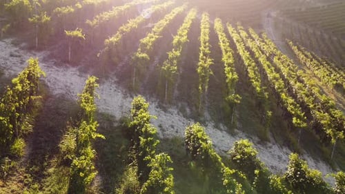 Vineyard Winery Field at Sunset Aerial View