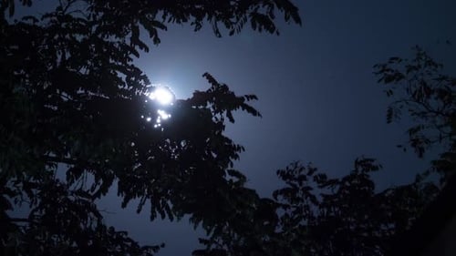 Moon Gleaming Through Tree Branches at Night