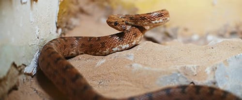 Scary viper snake lying in a rock, preparing to attack.