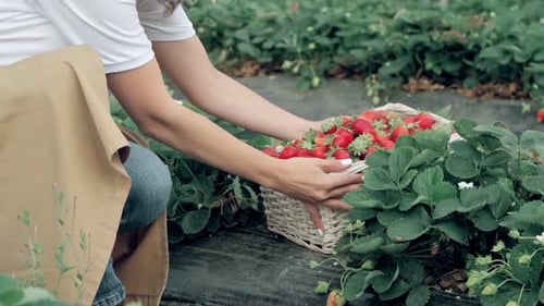 Unrecognizable Woman Picking Up Basket with Strawberries at Greenhouse