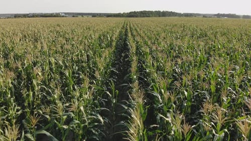 Corn Young Field
