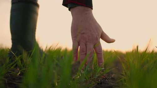 Senior Farmer Hand Touches Green Wheat Crop Germ Agriculture Industry
