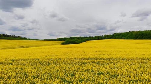 Aerial Drone Shot Drone Flying Above Blooming Rapeseed Field