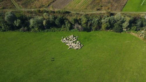 Herd of sheep and mountain landscape