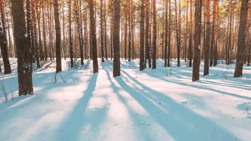Beautiful Blue Shadows From Pines Trees In Motion On Winter Snowy Ground