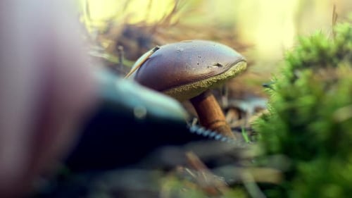 A Mushroom Picker Cuts a Mushroom with a Knife in the Forest