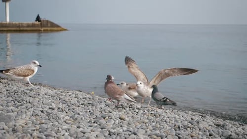 Möwe auf Felsen in der Nähe des Meeres in der Natur. Die Möwe steht auf einem felsigen Stein.