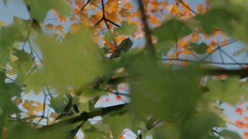 Maple Tree Which Changing The Color Of Leaves