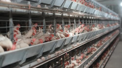 Chicken Farm Hens Eggs