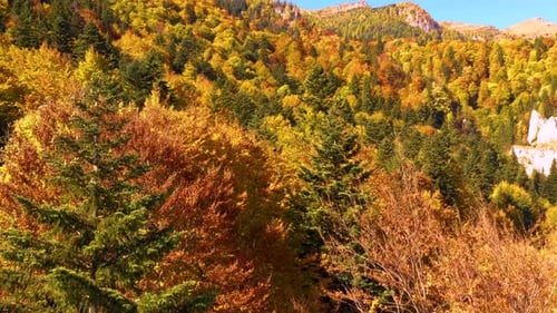 Herbstlicher Bergwald, Malerische Luftaufnahme der Herbstfarben, Bäume, Wälder