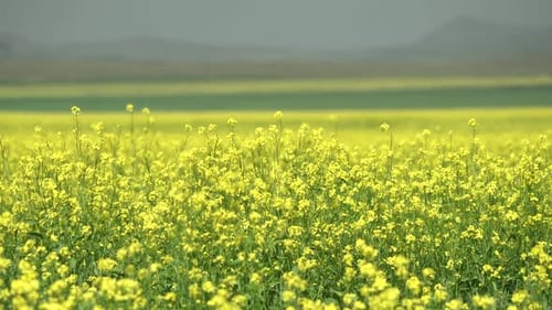 Yellow Blooming Canola Flower Field