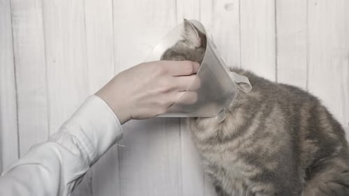 Stroking a Sick Cat