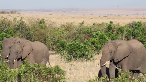 Elephants Roam and Graze in African Savanna