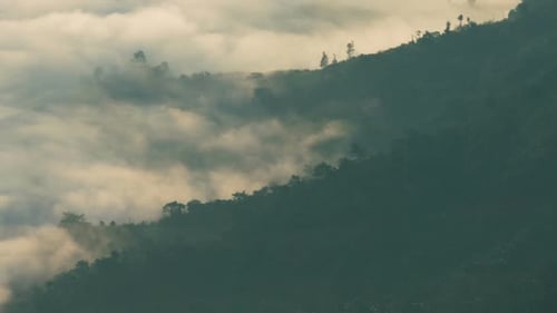 Fog Moving In Forest