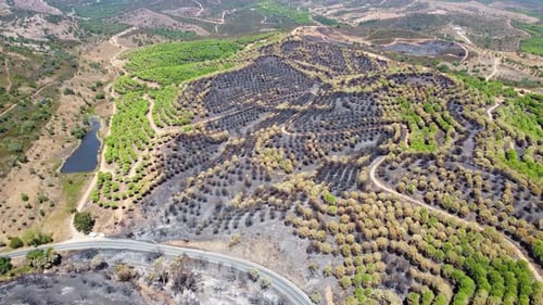 Drohnenaufnahme des verbrannten Waldes neben der Straße. Dunkles Land und schwarze Bäume, die durch Feuer verursacht wurden.