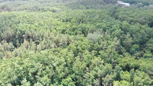 Pine Forest, Aerial View with Drone. Top View in Pine Wood Park on Forest Trees.