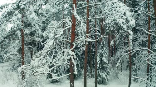 Winter forest camera movement between snowy trees.