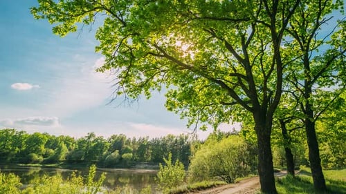 Gehweg auf dem Land durch den Sommerlaubwaldpark