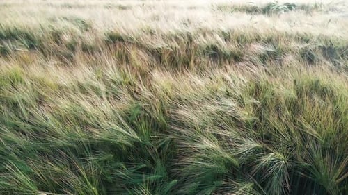 Wheat field in summer