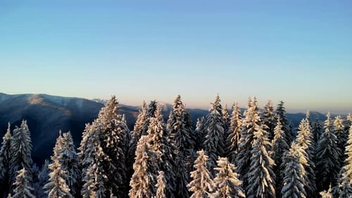 Luftflug über dem Winterwald im Bergtal bei Sonnenaufgang