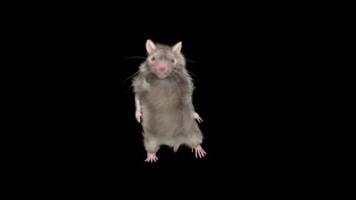 Animated Grey Rat Dancing Character with Alpha Channel