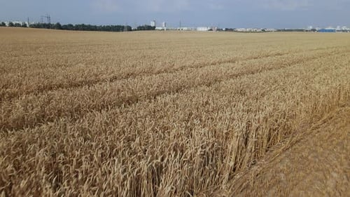 Ripe Grain Field. A Carpet Of Golden Ears Is Visible. Aerial Photography