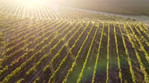 Vineyard Agriculture Aerial View at Sunset