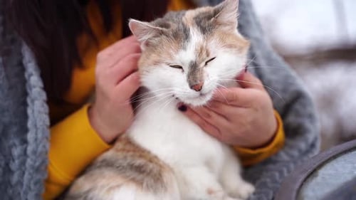 Close Up of Domestic Cat in Hands of Unrecognizable Woman