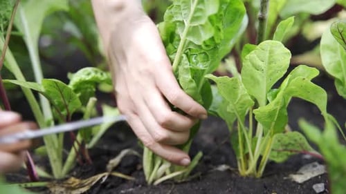 Cueillette manuelle d'un chou dans un potager ou une salade