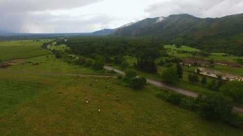 Aerial view of pasture with cows on green hill in old village, farming business
