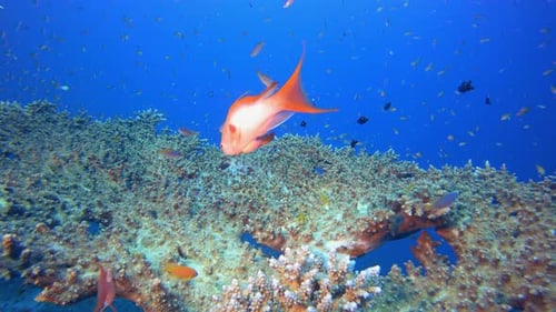 Underwater Table Corals and Colourful Fish