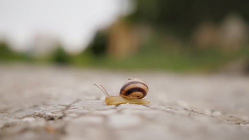 Snail Walking Outside After the Rain Close Up Eating White Leaf