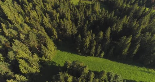 Flying Over the Beautiful Forest Trees.
