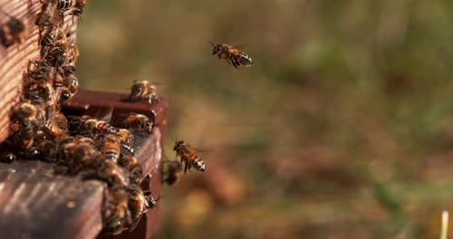 European Honey Bee, apis mellifera, Bees standing at the Entrance of The Hive, Insect in Flight