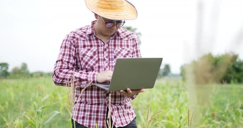 Farmer With Laptop Working In Cornfield