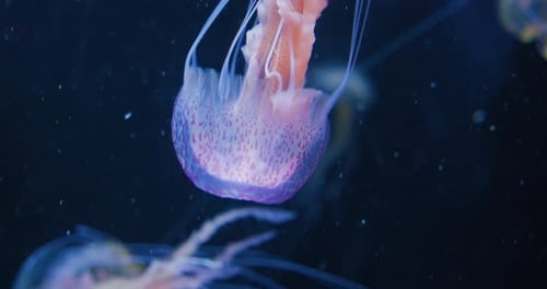 Glänzende, lebendige fluoreszierende Quallen, die unter Wasser leuchten, dunkles Neon, dynamisch, pulsierend