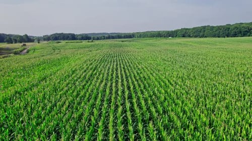 Aerial View of Corn Crops Field From Drone Point Of View