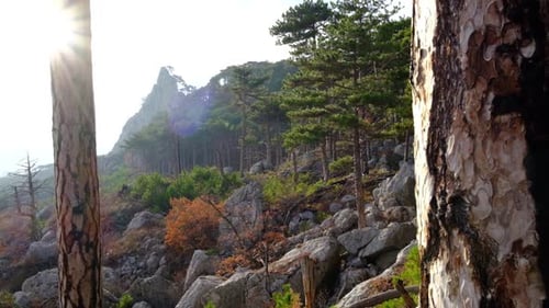 Wunderschöner Reliefblick auf die Berge durch den Pinienwald
