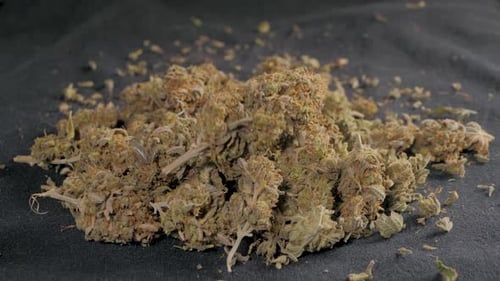 Medical Marijuana Flower Buds Cannabis Background Marijuana Weed Buds Drop Legalization Coffee Shop