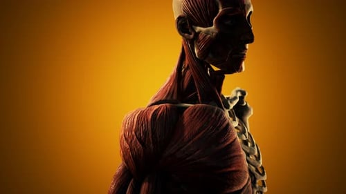 Detailed Human Anatomy Muscles and Skeleton Rotating 3D Animation